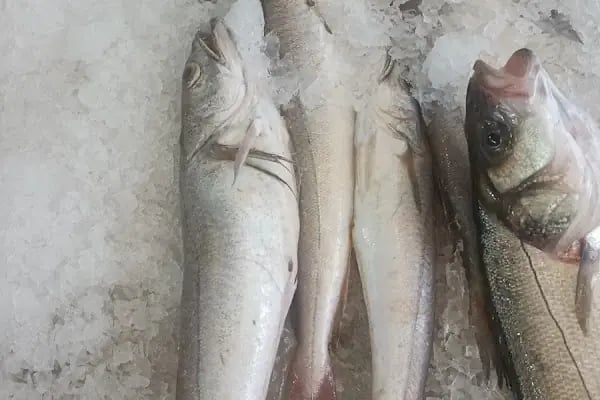 Balıkçı Erkan Usta - Resim 5
