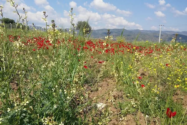 Çine Organize Sanayi Bölgesi - Resim 6