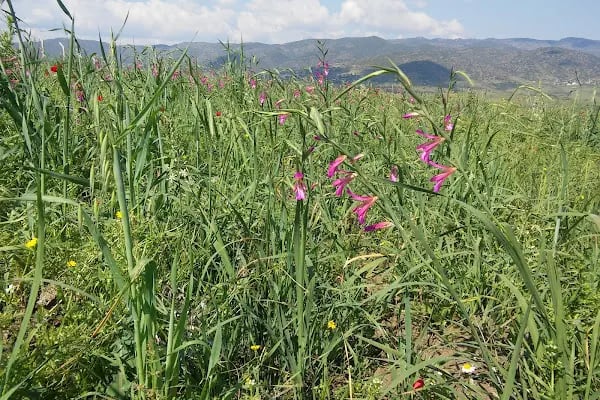 Çine Organize Sanayi Bölgesi - Resim 10