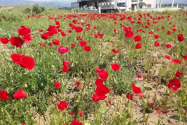 Çine Organize Sanayi Bölgesi - Resim 7