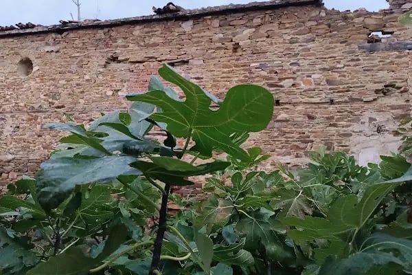 Tarihi Zeytinyağı Fabrikası - Resim 8