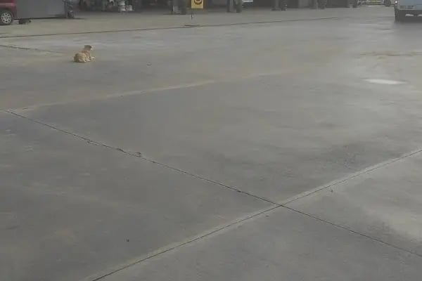 Sezpet Yeşilbayır Petrol Shell Akaryakıt İstasyonu - Resim 7