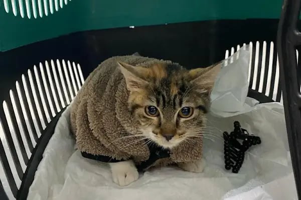 Bağcılar Acil Veteriner/Bağcılar Veteriner Kliniği - Resim 10