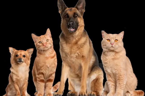 Petcenter Pet Shop - Resim 8