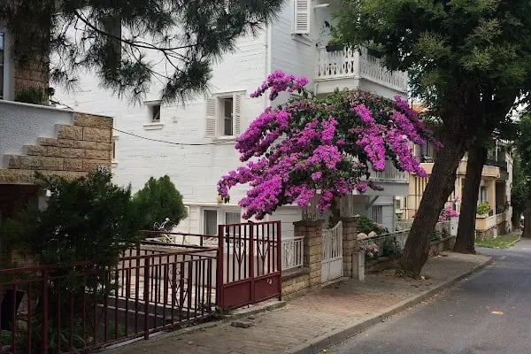 Dentur Avrasya Avcılar - Resim 11