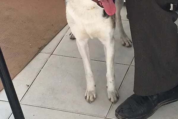 Ak-Vet Akdeniz Veteriner Kliniği - Resim 15