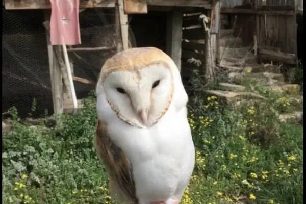 Ak-Vet Akdeniz Veteriner Kliniği - Resim 18