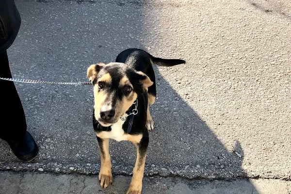 Ak-Vet Akdeniz Veteriner Kliniği - Resim 13