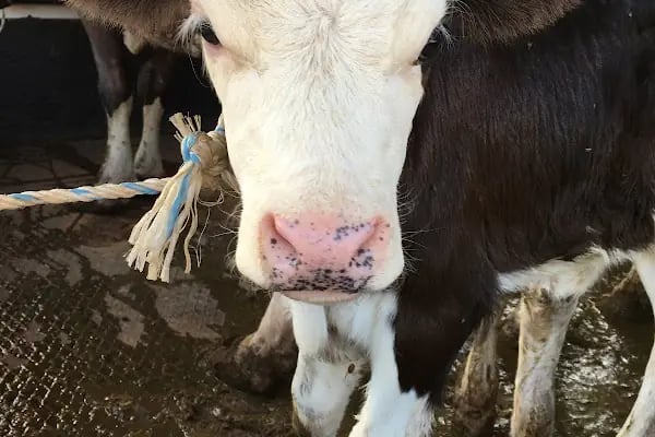 Ak-Vet Akdeniz Veteriner Kliniği - Resim 8