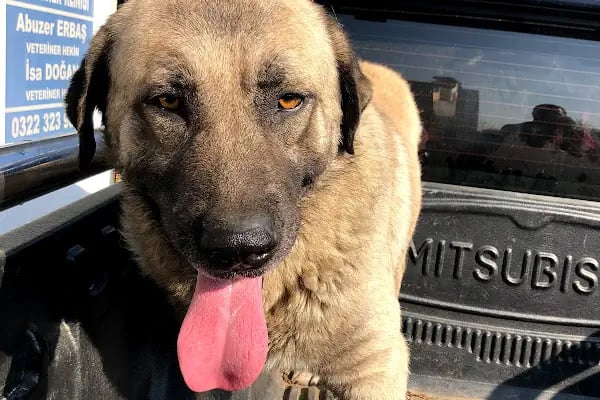 Ak-Vet Akdeniz Veteriner Kliniği - Resim 14