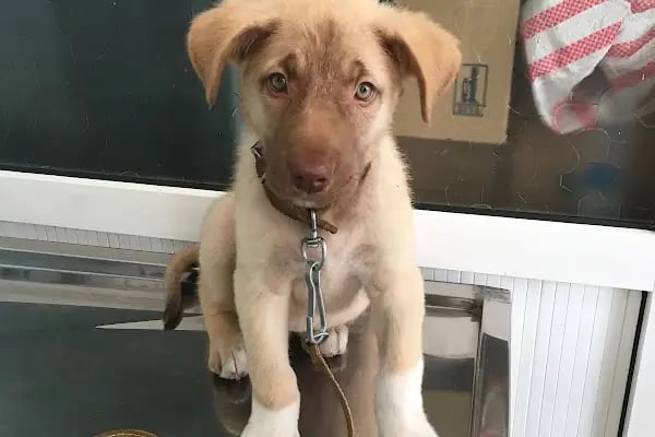 Ak-Vet Akdeniz Veteriner Kliniği - Resim 4
