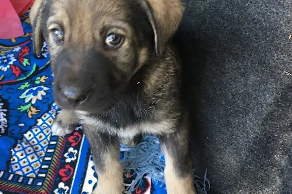 Ak-Vet Akdeniz Veteriner Kliniği - Resim 11
