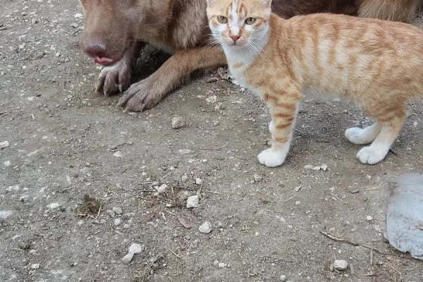 Ak-Vet Akdeniz Veteriner Kliniği - Resim 5