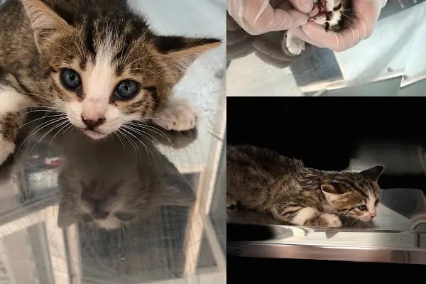 Ak-Vet Akdeniz Veteriner Kliniği - Resim 2