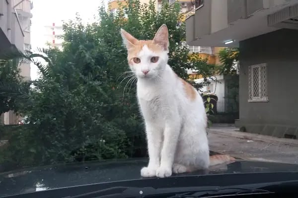 Ak-Vet Akdeniz Veteriner Kliniği - Resim 16