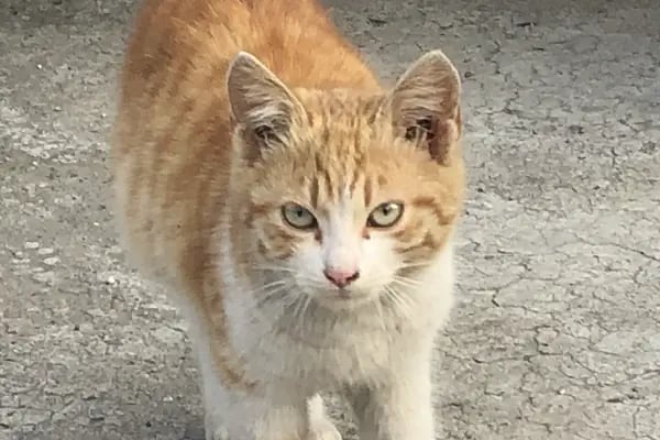 Ak-Vet Akdeniz Veteriner Kliniği - Resim 1