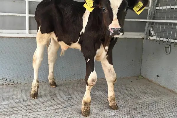 Ak-Vet Akdeniz Veteriner Kliniği - Resim 17