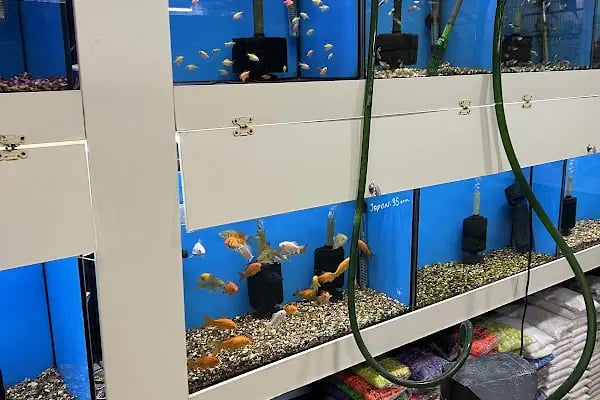 Selanik Pet Shop - Resim 19
