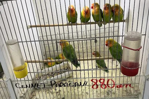 Selanik Pet Shop - Resim 4