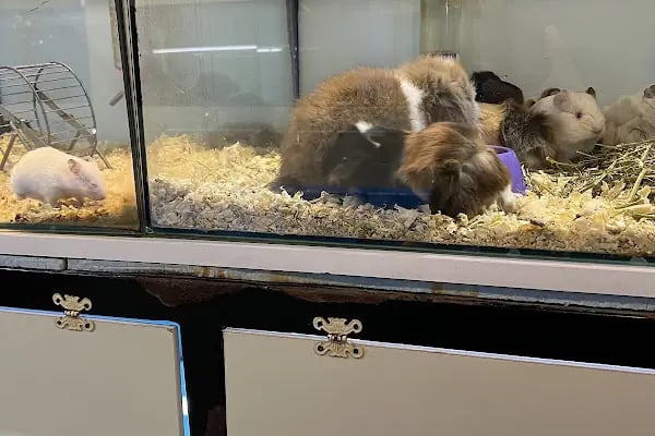 Selanik Pet Shop - Resim 14