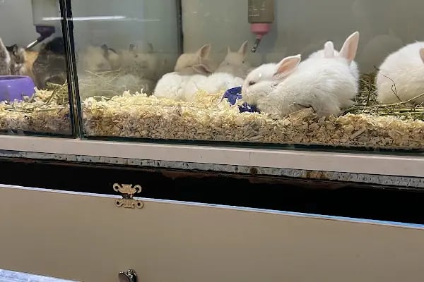 Selanik Pet Shop - Resim 12