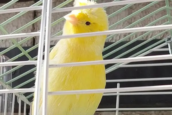 Botanik Petshop - Resim 8
