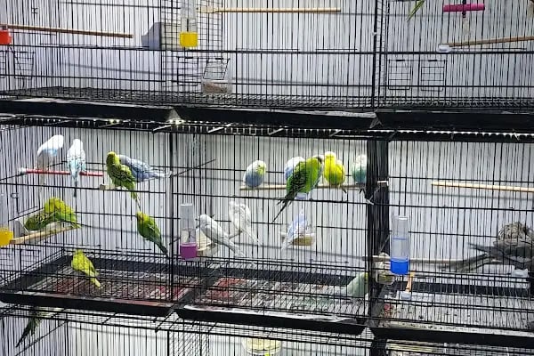 Botanik Petshop - Resim 17