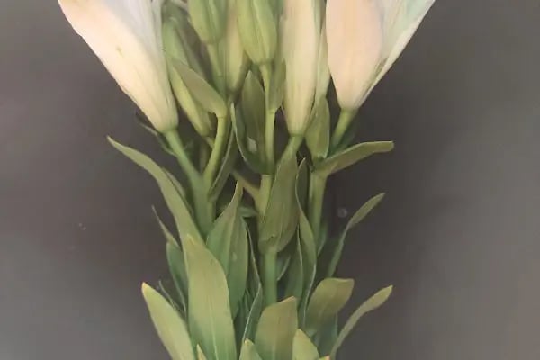 Happy Flower Shop - Resim 16