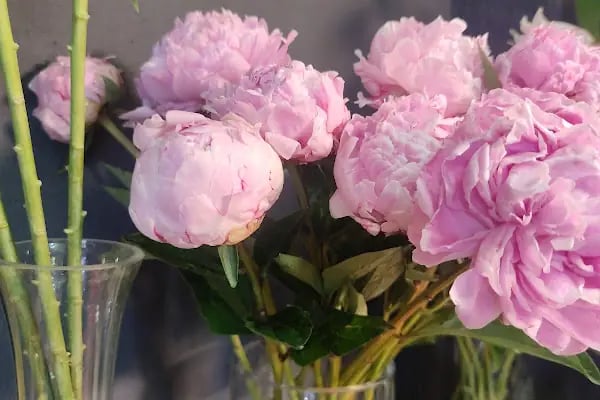Happy Flower Shop - Resim 19