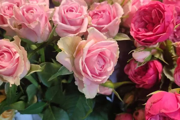 Happy Flower Shop - Resim 13