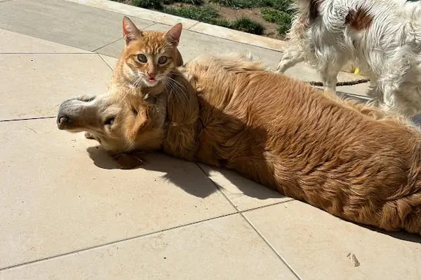 Vet20 Veteriner Kliniği - Resim 3