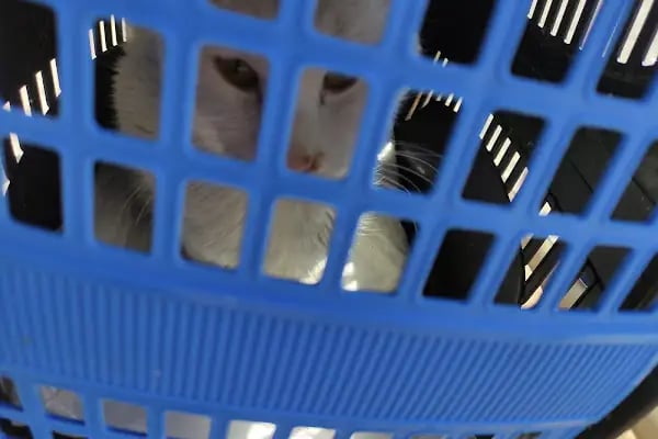 Vet20 Veteriner Kliniği - Resim 9