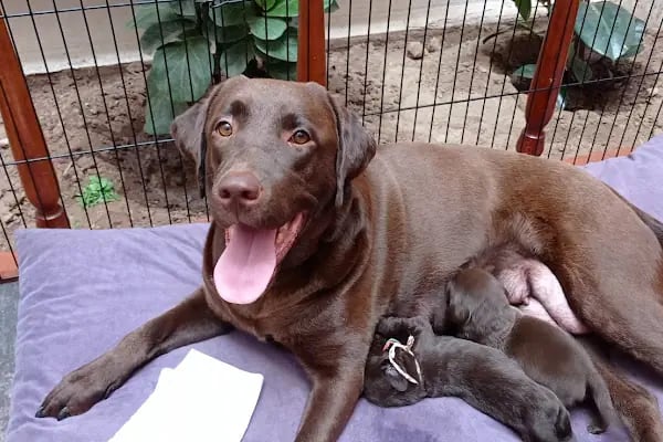 Vet20 Veteriner Kliniği - Resim 4