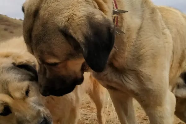 YENİ BAŞKENT VETERINER KLİNİĞİ - Resim 2
