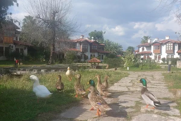 Bizimköy Tatil Köyü - Resim 18