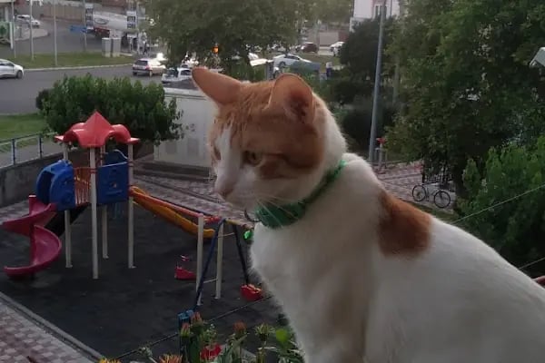 Alber Veteriner Kliniği - Resim 2