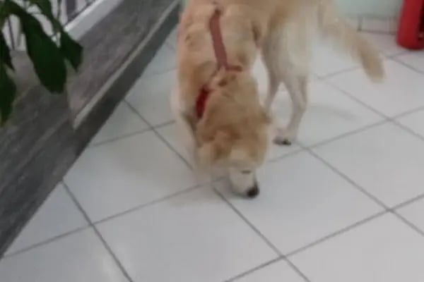 Alber Veteriner Kliniği - Resim 12