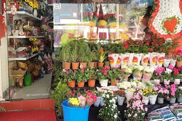 Alanya Başak Çiçekçilik - Resim 2