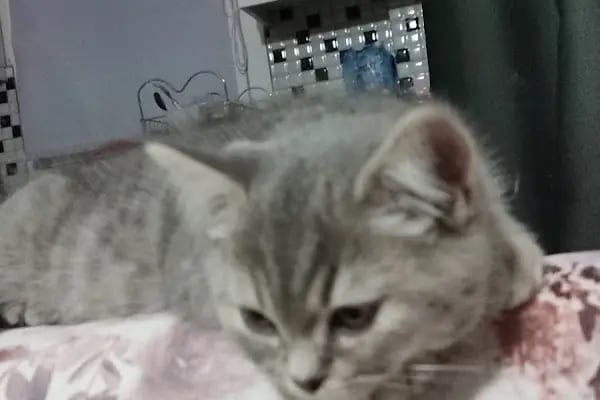 Kutup Veteriner Kliniği Bodrum - Resim 9