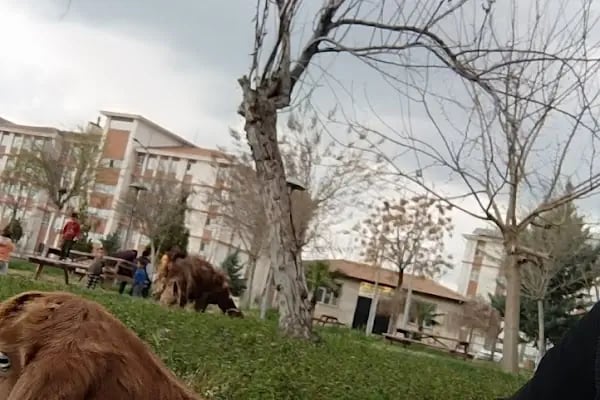 Merhume Avaş BEYRET Parkı - Resim 16