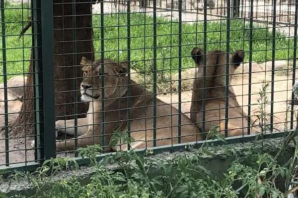 ErdekLand Hayvanat Bahçesi ve Aquapark - Resim 5