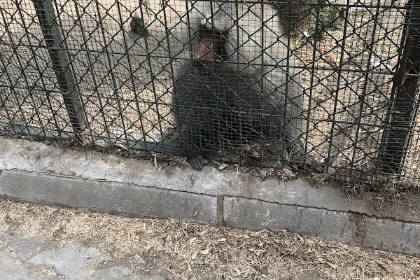 ErdekLand Hayvanat Bahçesi ve Aquapark - Resim 6