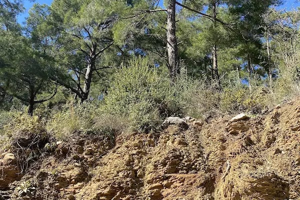 Yeşilçam doğa yürüyüş ve bisiklet yolu - Resim 3