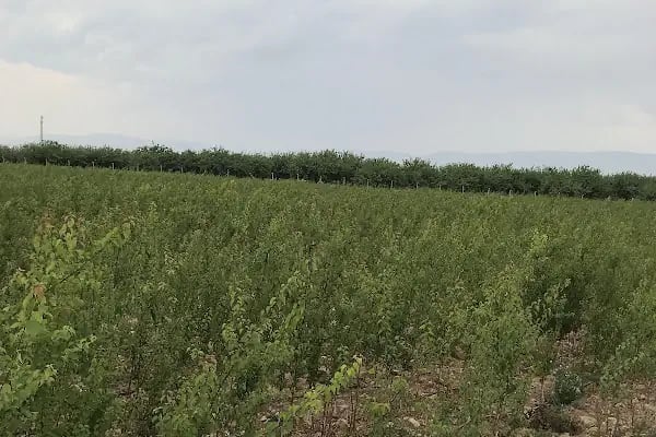 Malatya II.Organize Sanayi Bölge Müdürlüğü - Resim 18