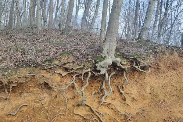 Belgrad Ormanı yürüyüş parkuru - Resim 15