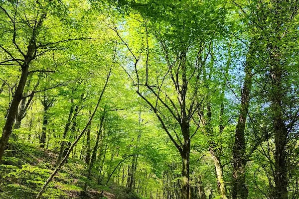 Belgrad Ormanı yürüyüş parkuru - Resim 3