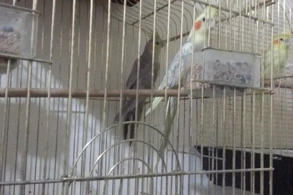 Bağlıca Altay Petshop - Resim 19