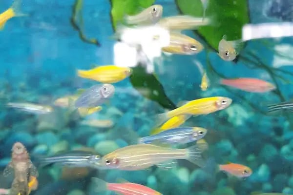 Baracuda Pet Shop - Resim 17