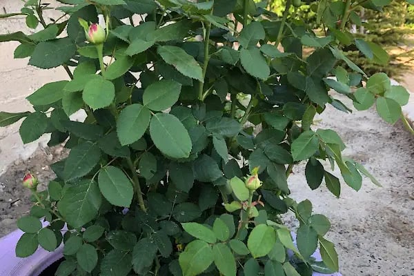 Sapanca Kanarya Doğa Evleri - Resim 11