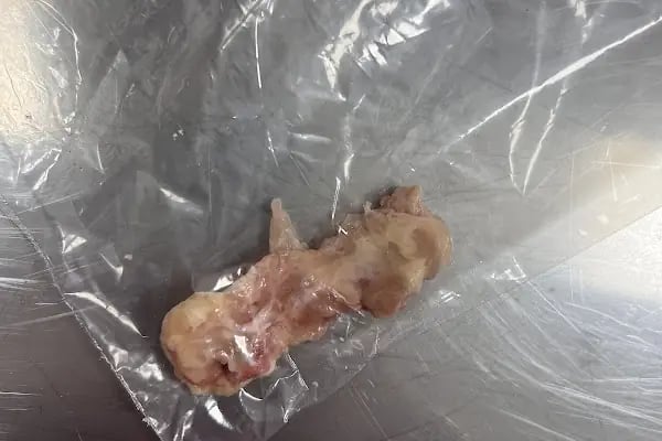 BODRUM VETERİNER - VETMASTERS Veteriner kliniği - Resim 11